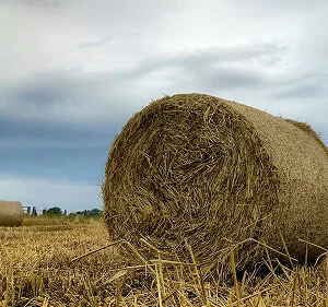 Agri-Tech and Innovation  Updates - 极速电竞